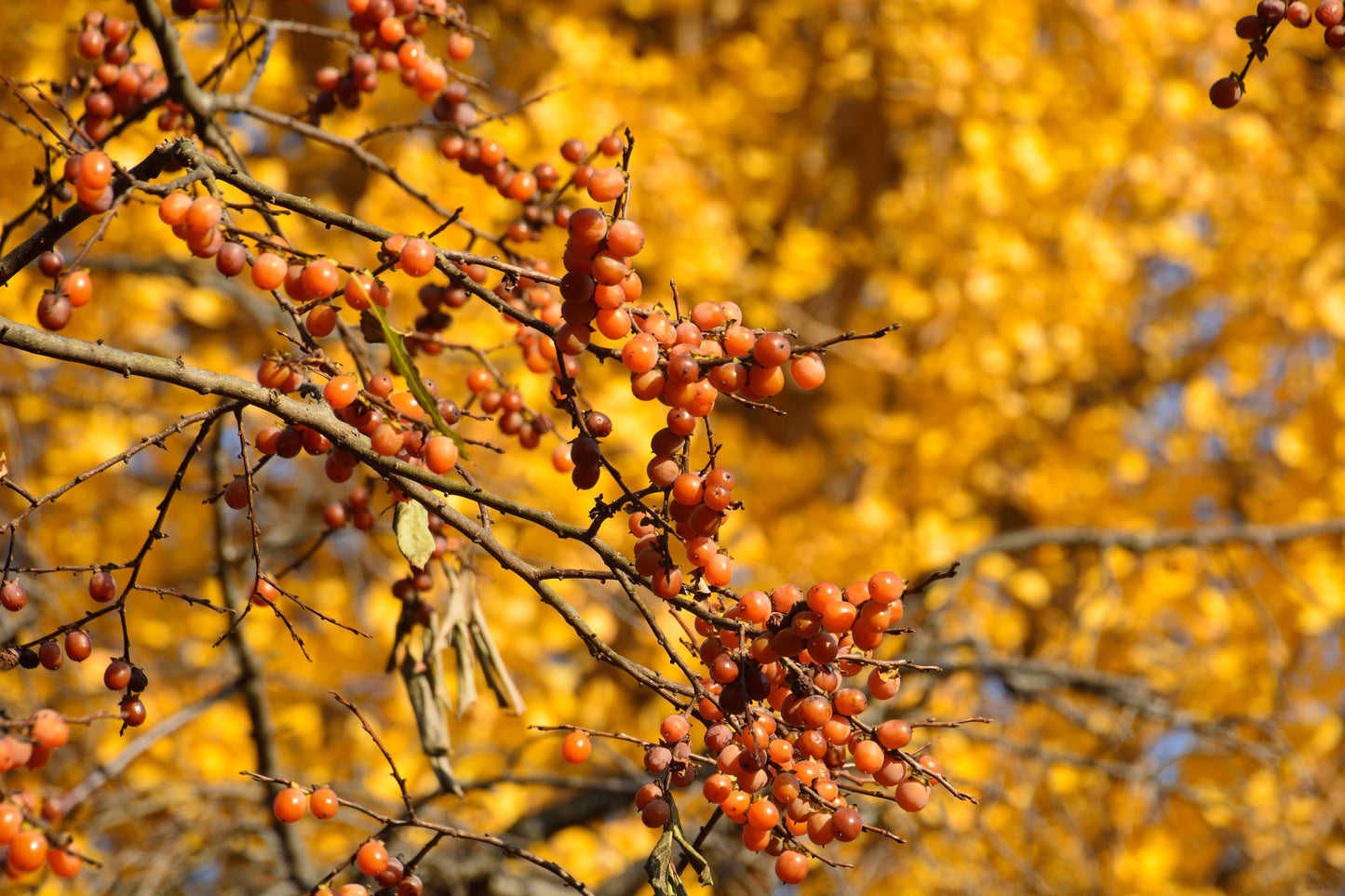 10 ITALIAN PERSIMMON TREE Dateplum Date Plum Fruit Diospyros Lotus Seeds