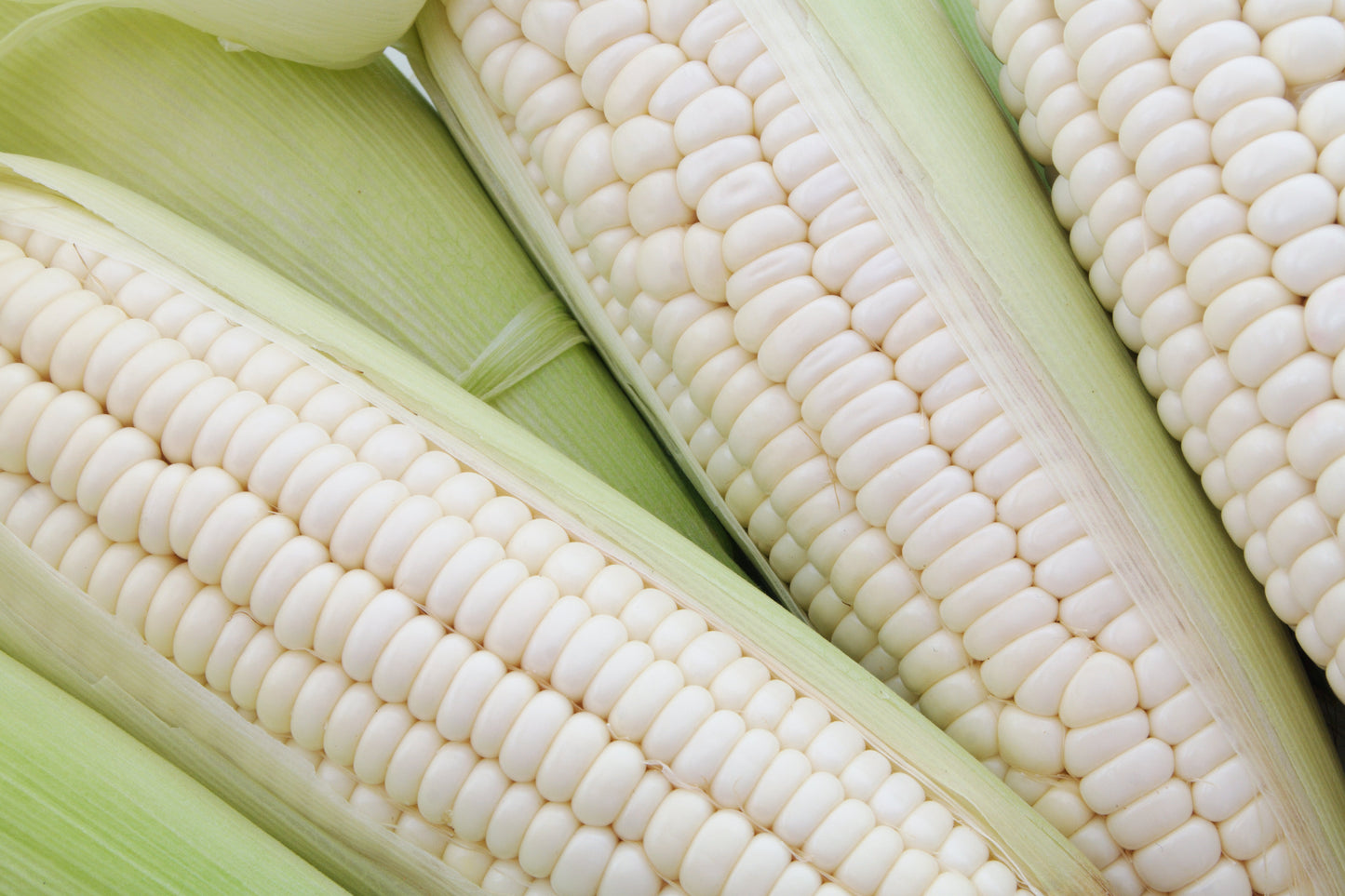 100 Country GENTLEMAN WHITE CORN Sweet Heirloom Zea Mays Vegetable Seeds