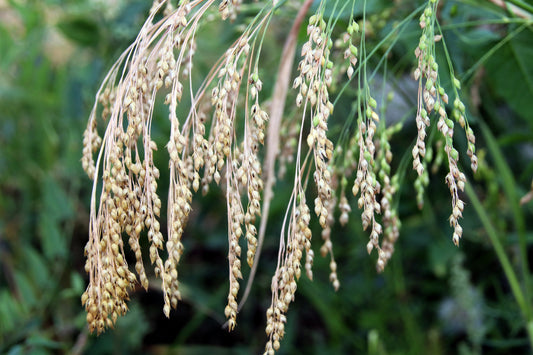 200 PROSO MILLET White Common Panicum Miliaceum Ornamental Grass Vegetable Seeds