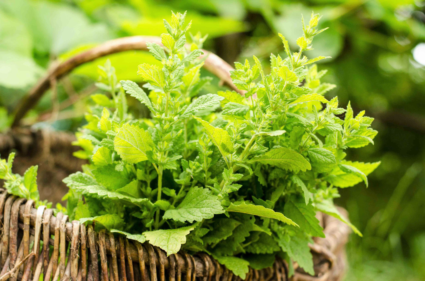 1500 LEMON BALM Melissa Officinalis Lemonbalm Fragrant Herb / Flower Seeds