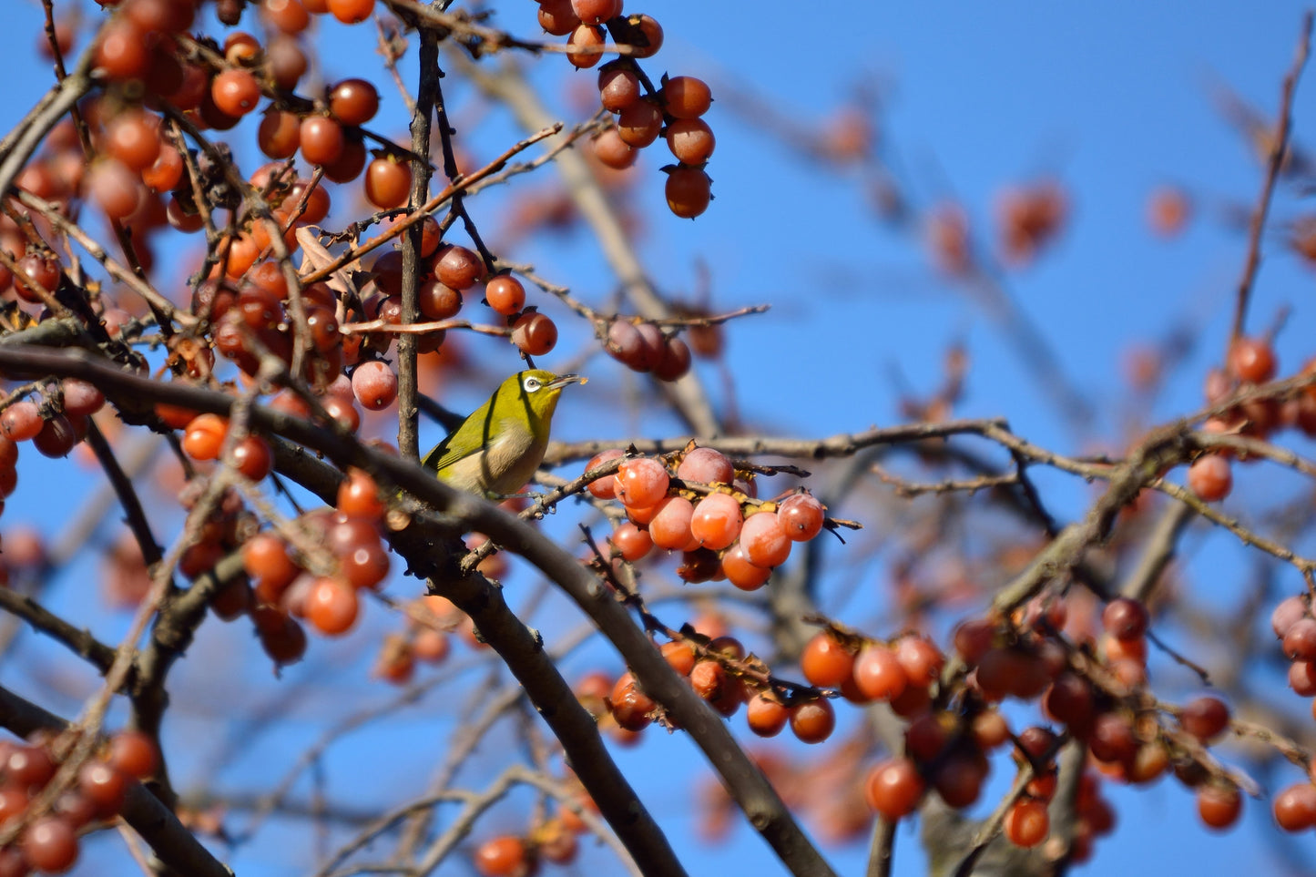 10 ITALIAN PERSIMMON TREE Dateplum Date Plum Fruit Diospyros Lotus Seeds