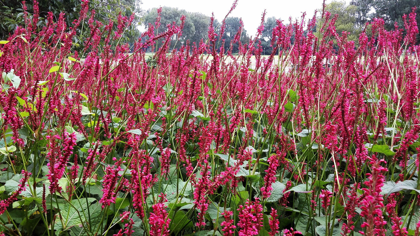 30 Red AGASTACHE HEATHER QUEEN Hummingbrid Mint Hyssop Flower Herb Seeds