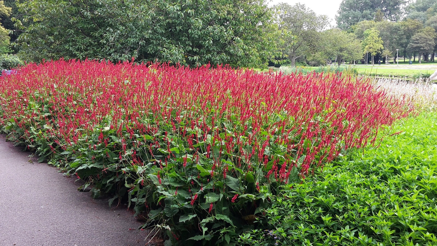 30 Red AGASTACHE HEATHER QUEEN Hummingbrid Mint Hyssop Flower Herb Seeds