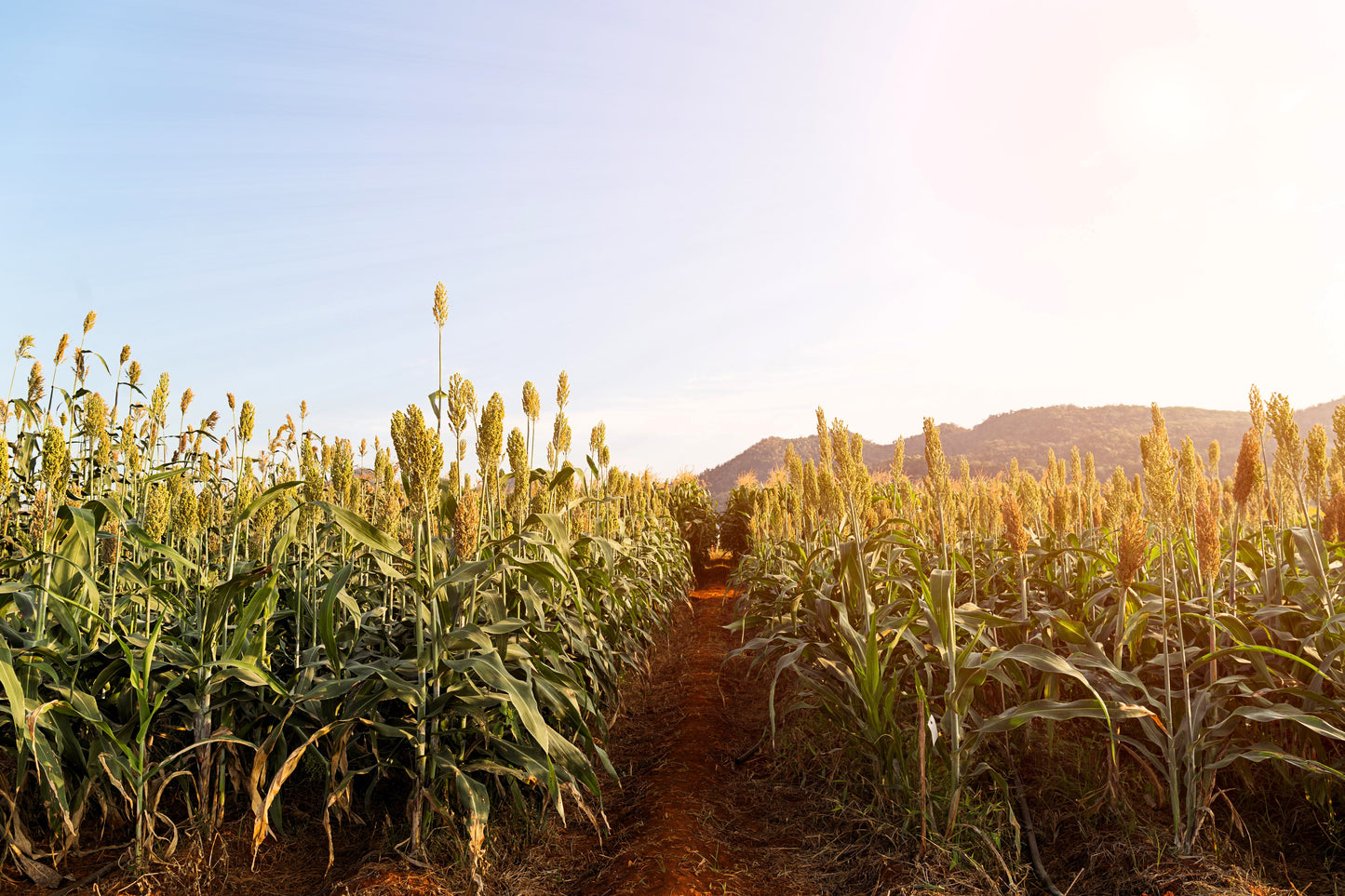 50 HONEY DRIP SORGHUM Bicolor Honey Drop Syrup Grain Vegetable Seeds