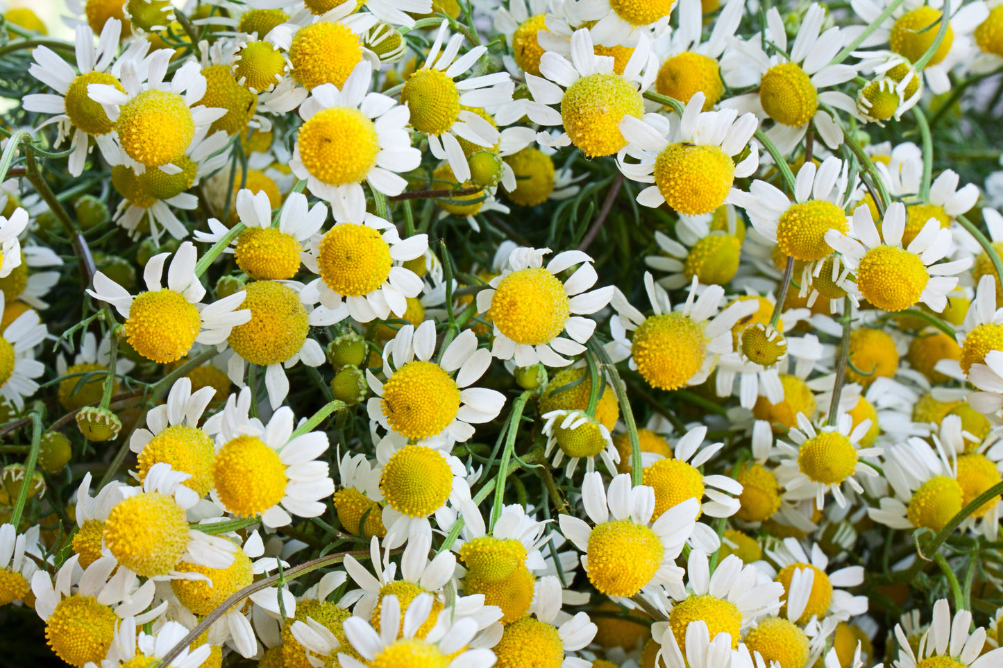 1000 GERMAN CHAMOMILE Matricaria Recutita Chamomilla Herb Flower Seeds
