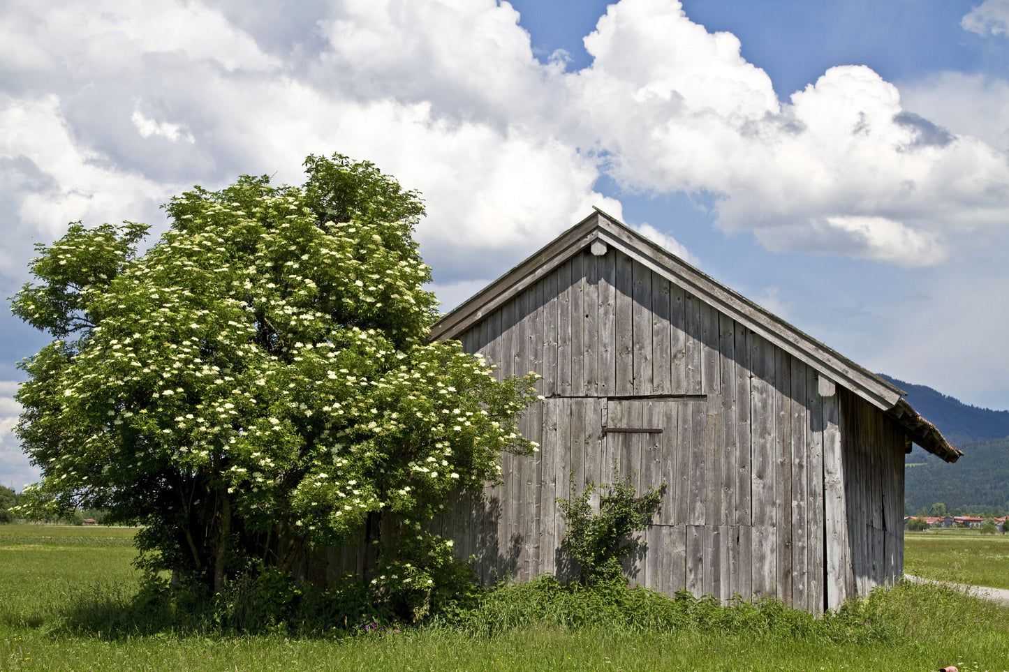 25 American ELDERBERRY FRUIT BUSH Shrub Tree Sambucus Nigra Canadensis Seeds