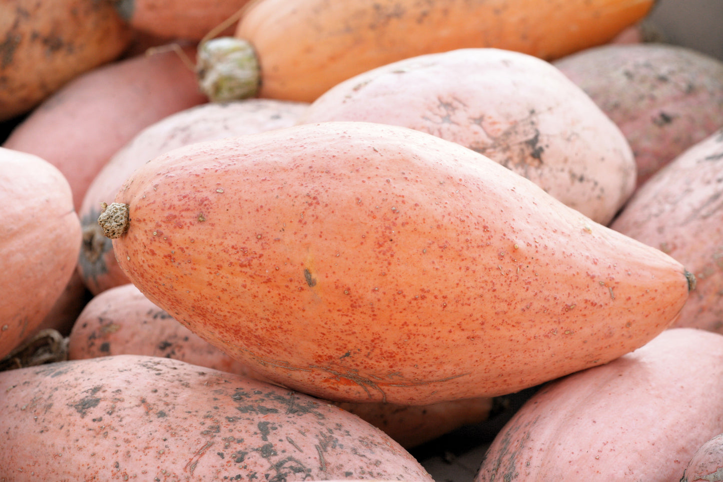 25 Jumbo PINK BANANA SQUASH Perilla Frutescens Heirloom Winter Vegetable Seeds