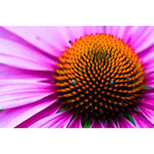 1000 PURPLE CONEFLOWER Echinacea Purpurea Heirloom Flower Herb Seeds