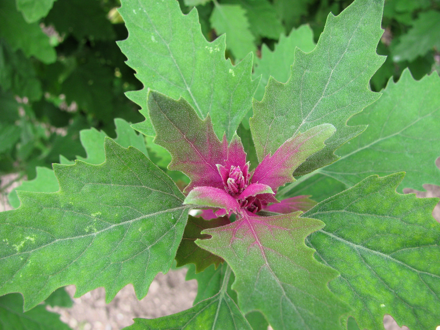 100 GIANT GOOSEFOOT Chenopodium Giganteum Purple Magenta Spreen Vegetable Seeds