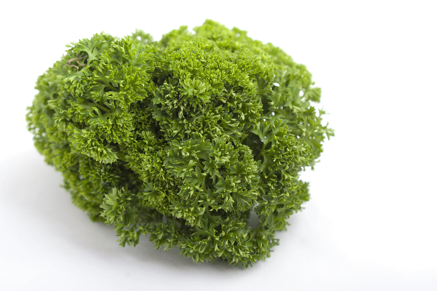 1500 TRIPLE CURLED PARSLEY Petroselinum Hortensis Herb Vegetable Seeds