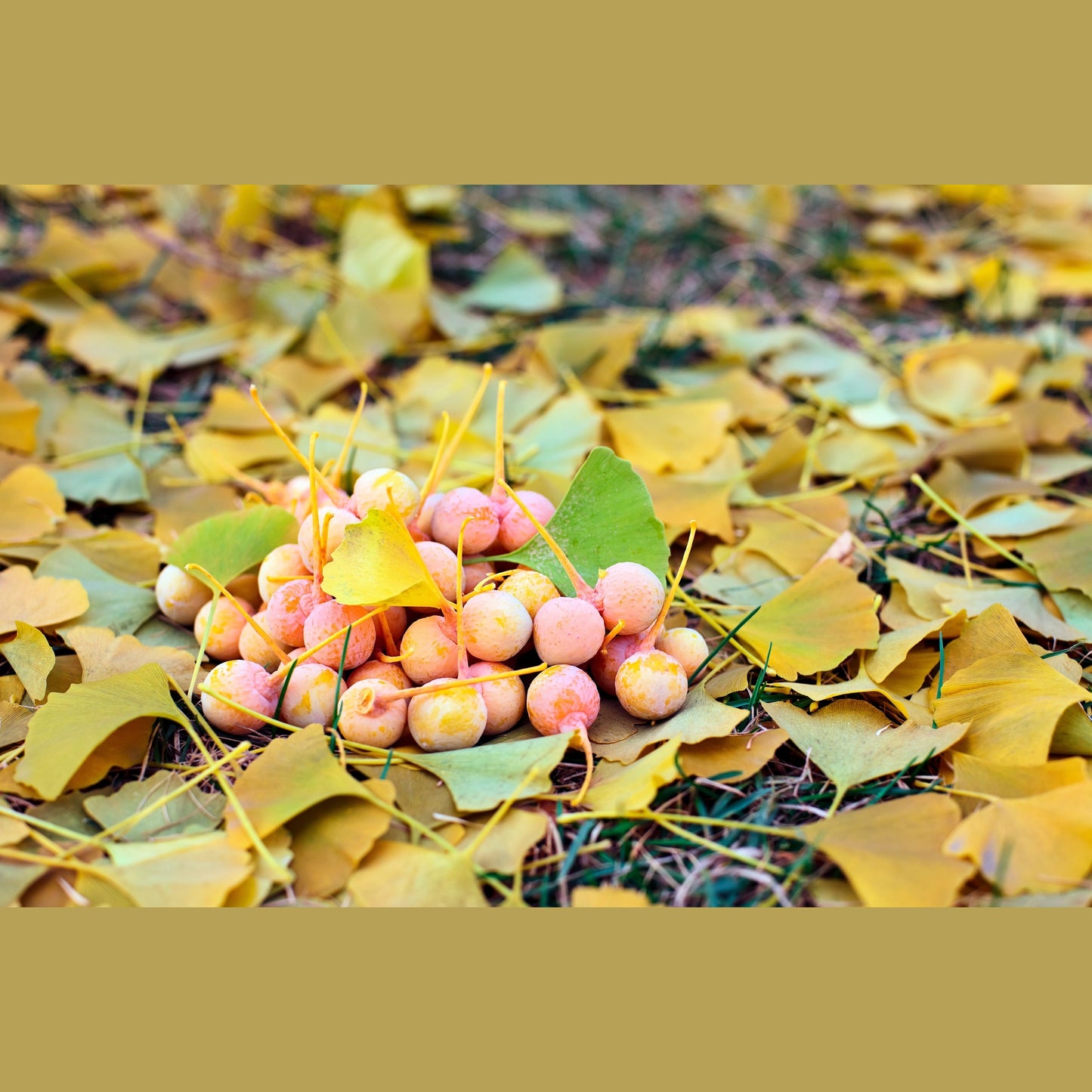 10 GINKGO BILOBA Maidenhair Tree Yellow Fall Orange "Fruit" Herb Seeds