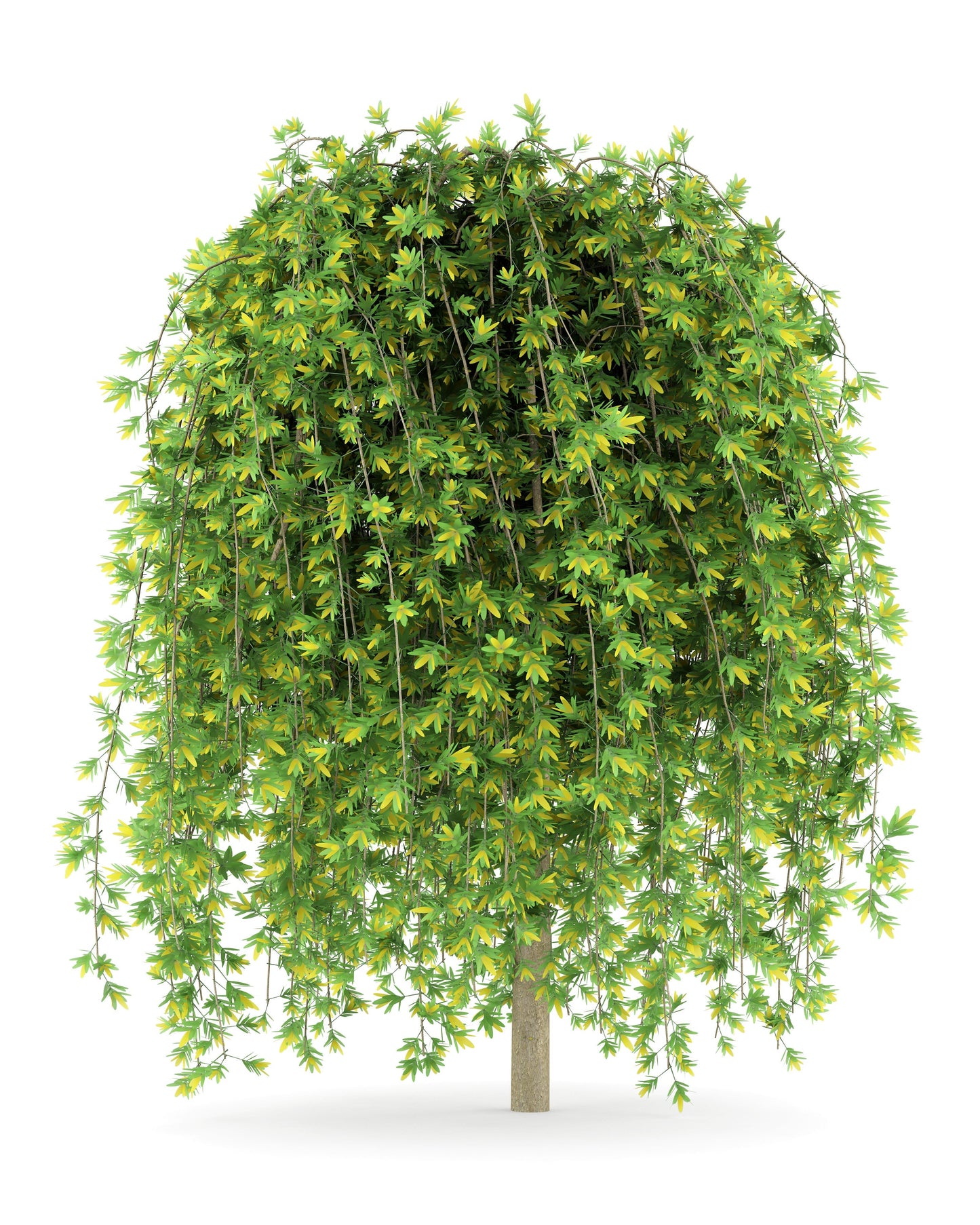 25 SIBERIAN PEASHRUB Caragana Arborescens Peatree Yellow Flower Legume Vegetable Seeds