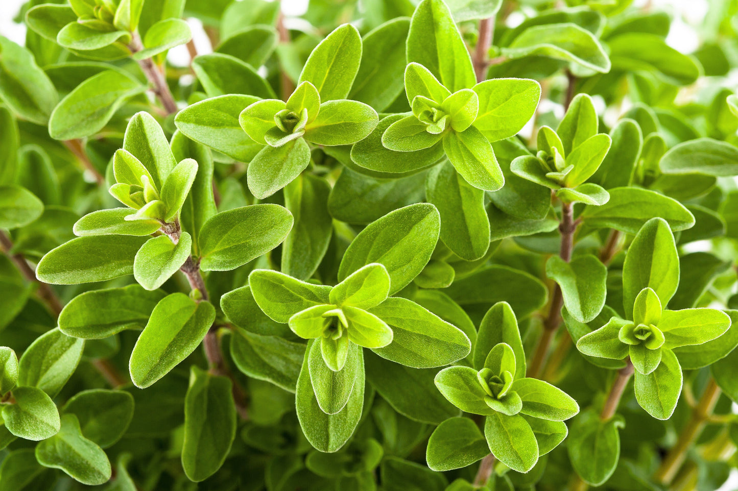 2000 SWEET MARJORAM Origanum Majorana Herb Flower Seeds