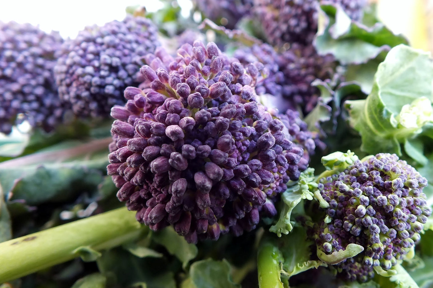 200 PURPLE SPROUTING BROCCOLI Brassica Oleracea Vegetable Seeds