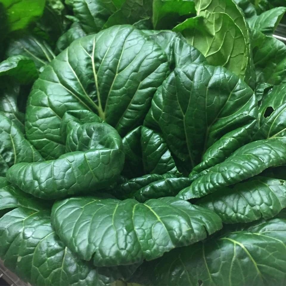 Tatsoi Mustard - 500 Seeds - Heirloom Non GMO Garden Vegetable Bulk
