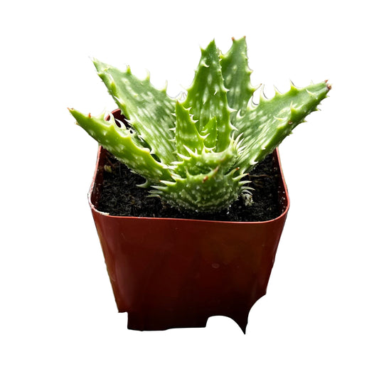 Tiger Tooth Aloe