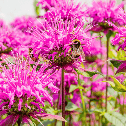 Wild Bergamot Bee Balm (Mintleaf) – 100 Seeds