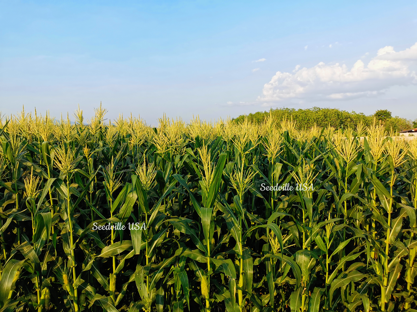75 SOUTH AMERICAN Yellow POPCORN Corn Zea Mays Heirloom Vegetable Seeds