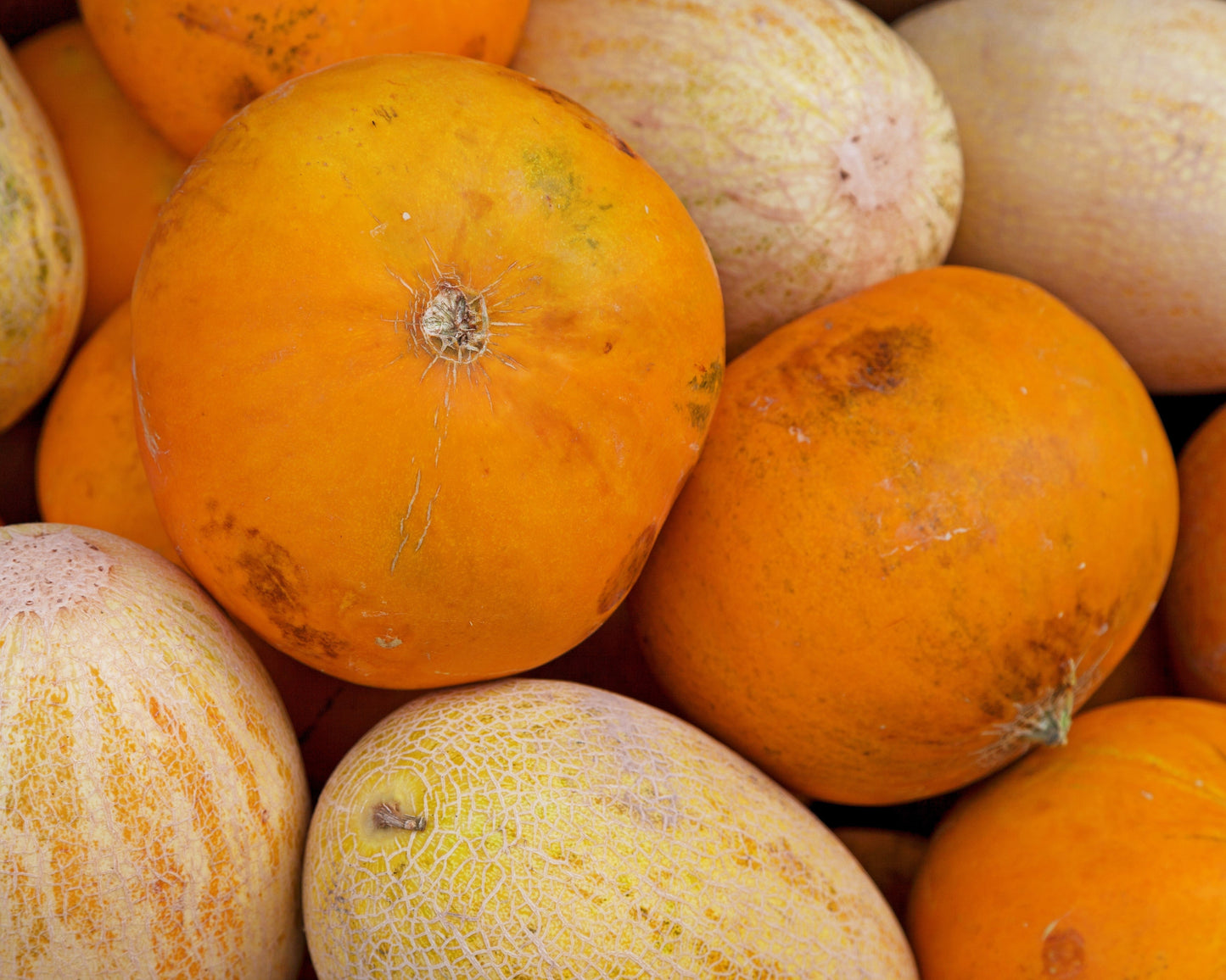 25 KOLKHOZNITSA MELON Collective Farm Woman Cucumis Melo Russian Fruit Seeds